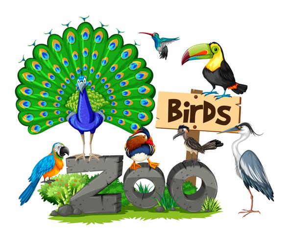 Different kinds of birds in the zoo vector