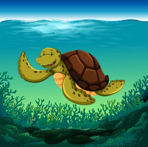 Turtle vector