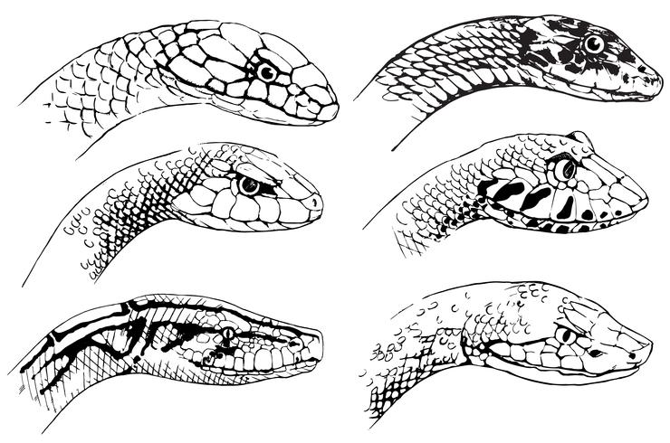 Bosquejo de serpientes vector