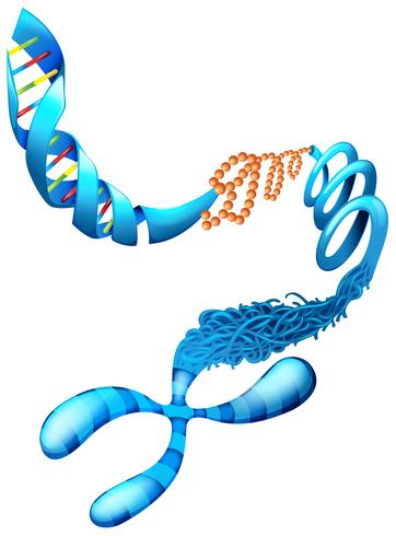 Ácido desoxirribonucleico vector