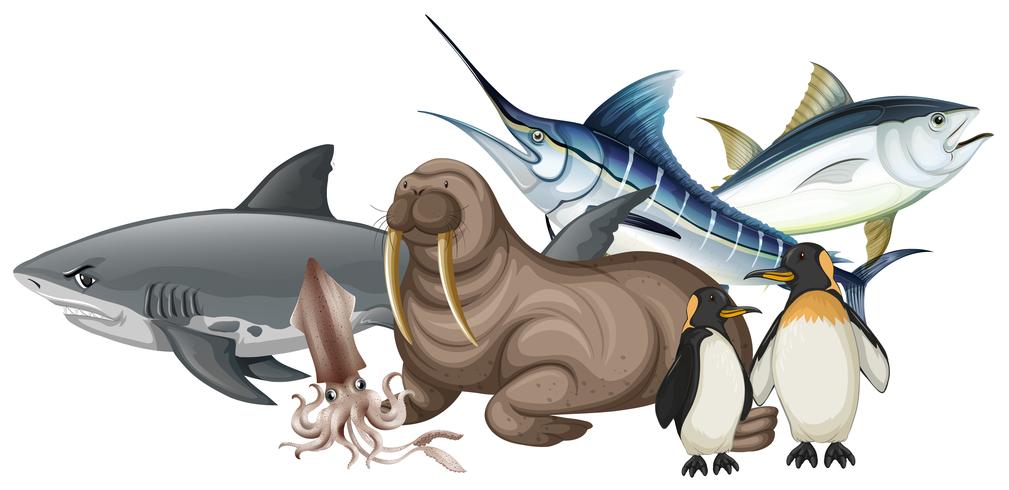 Different types of sea animals on white vector