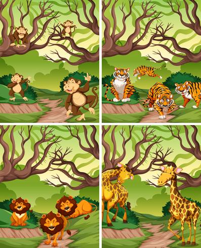 Wild animal in forest vector