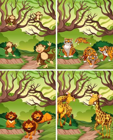 Wild animal in forest vector