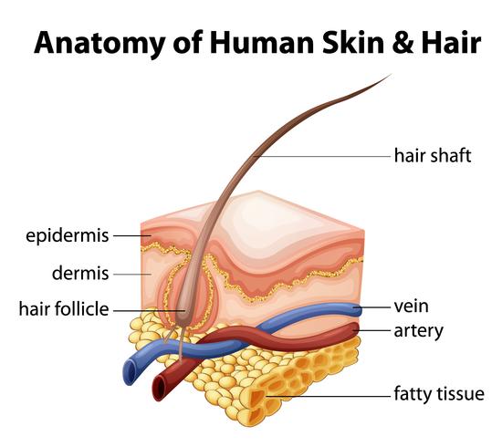 Anatomía de la piel humana y el cabello vector