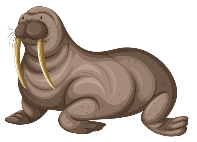 Walrus with sharp teeth vector