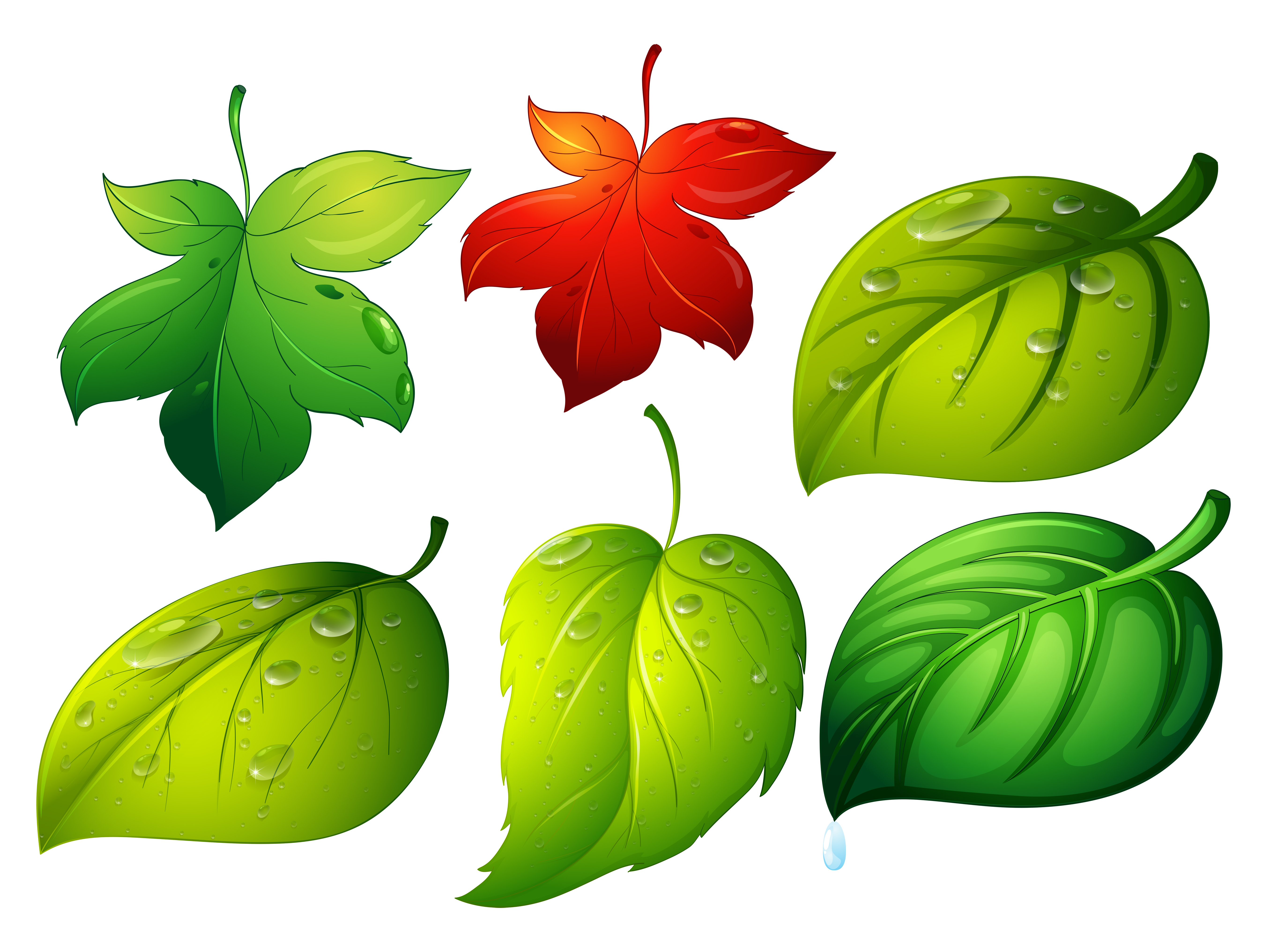 Different types of green leaves 447432 - Download Free Vectors, Clipart