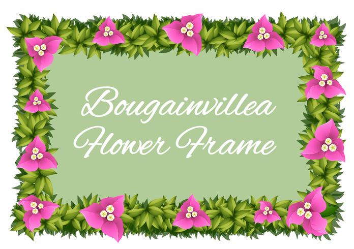 Bougainvillea flowers as frame design vector