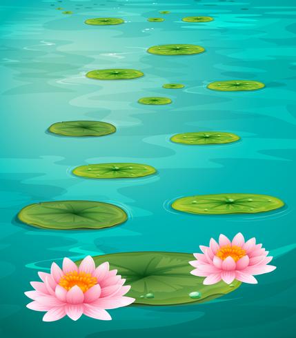 Two lotus flowers and leaves on water