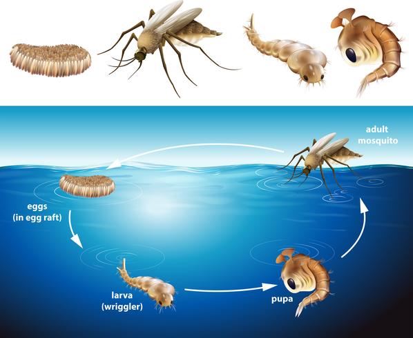 Ciclo de vida del mosquito en el estanque. vector