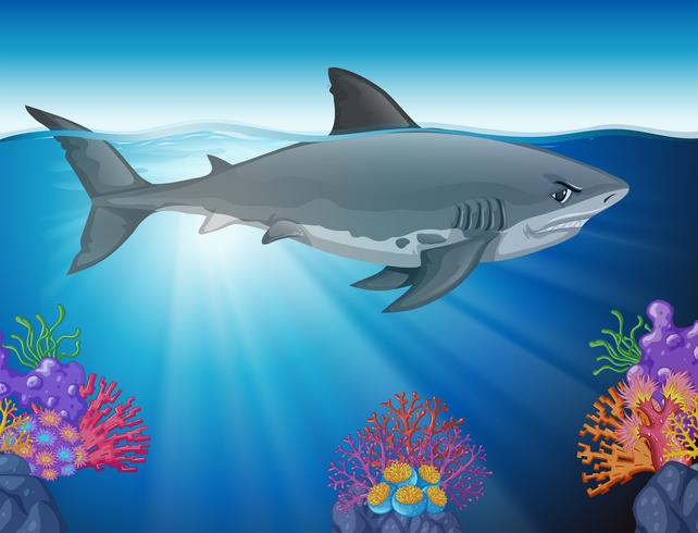 Great white shark swimming in the ocean vector