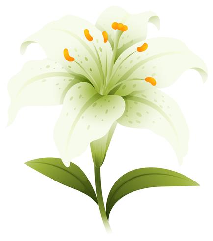 White lily flower on white background vector