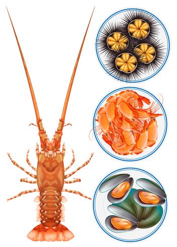 Cuatro tipos de mariscos en un plato vector