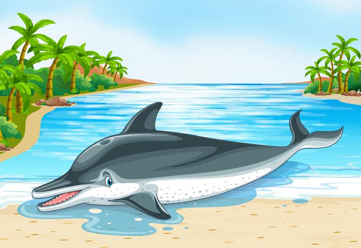 Dolphin lying on shore vector