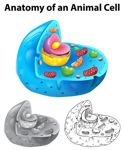 Anatomy of animal cell in three different drawing styles