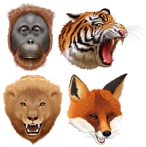 Four faces of wild animals vector