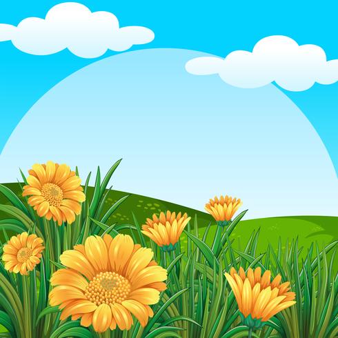 Background scene with yellow flowers in field