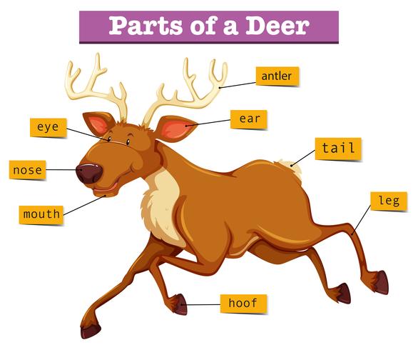 Diagrama que muestra partes de ciervos vector