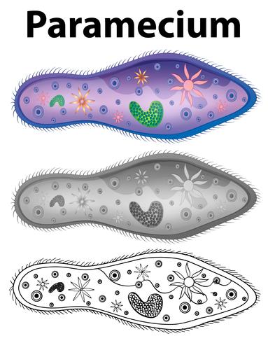 Diagrama que muestra el paramecio en tres diseños. vector