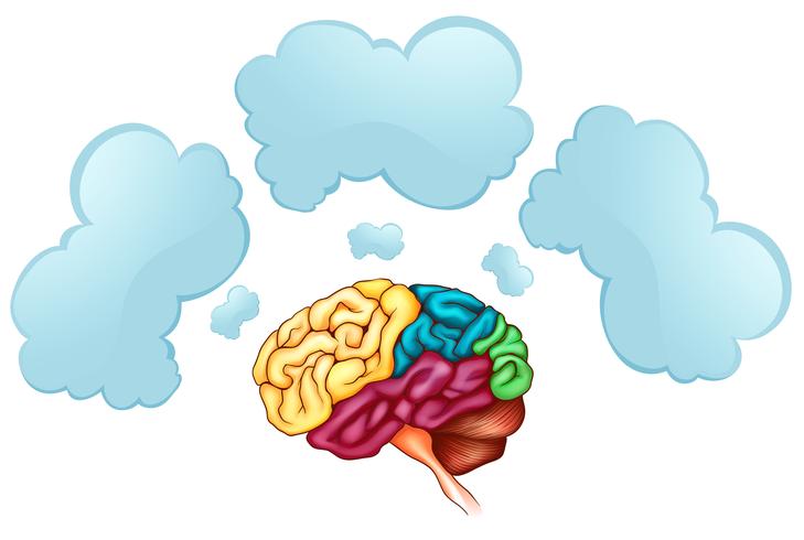 Human brain and three bubbles vector