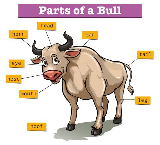 Diagram showing parts of bull vector