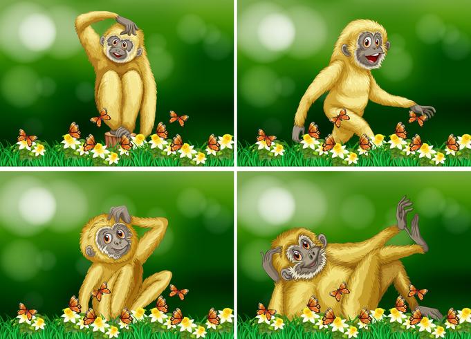 Cute gibbon in four scenes vector