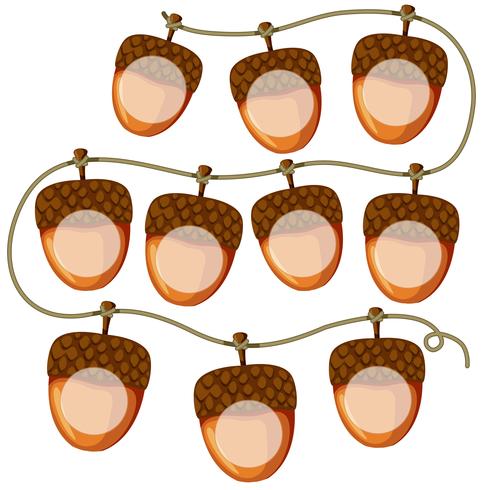 set of acorns on string vector