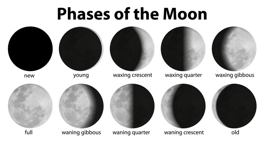 Phases of the Moon vector