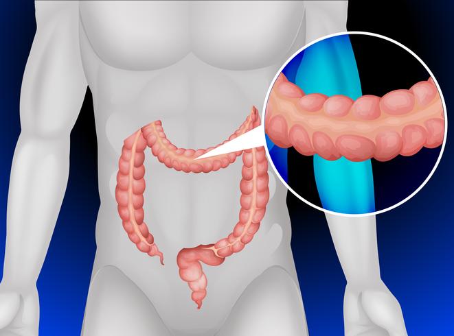 Intestino grueso en el cuerpo humano. vector