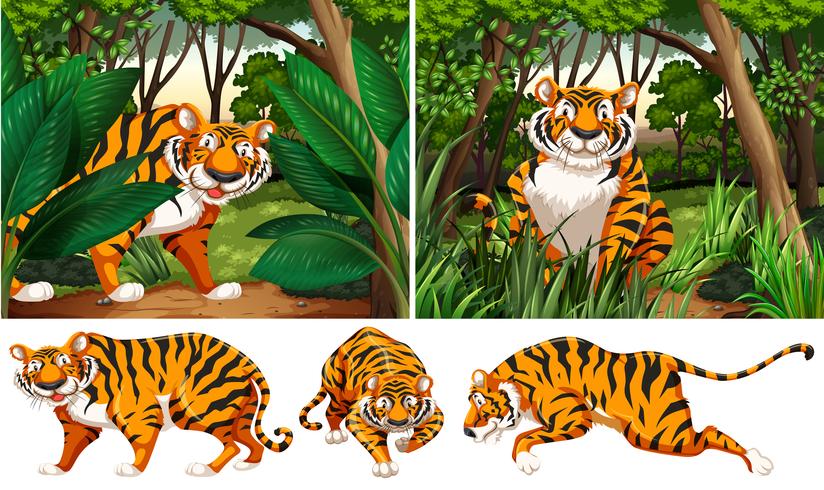 Tigers in the deep forest vector