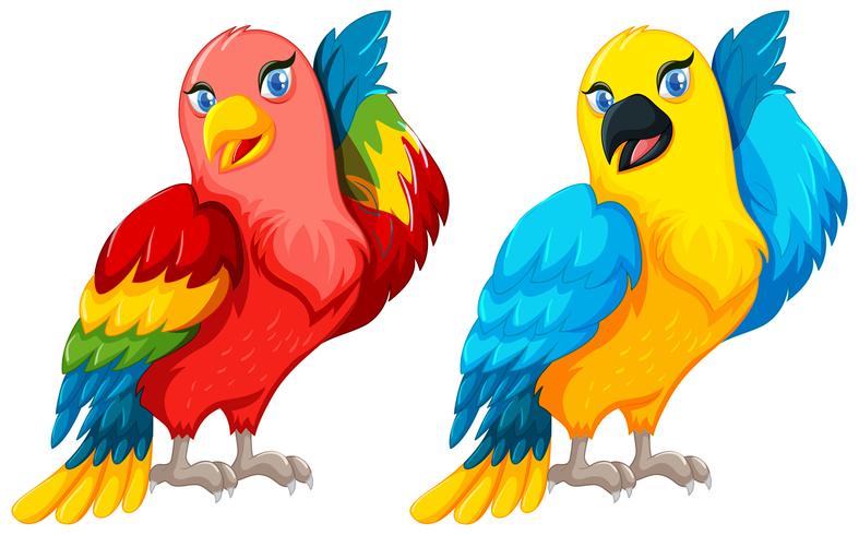 Dos pájaros loros con plumas de colores vector