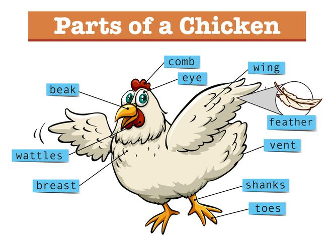 Diagrama que muestra partes de pollo vector