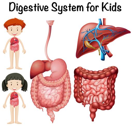 Sistema digestivo para niños. vector