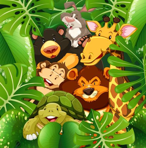 Many types of animals in the bush vector