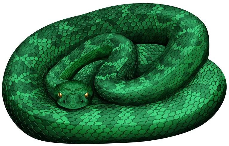 Serpiente de cascabel verde sobre fondo blanco vector