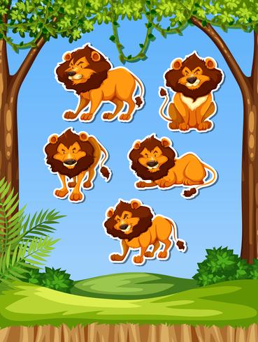 Lion in nature sticker vector