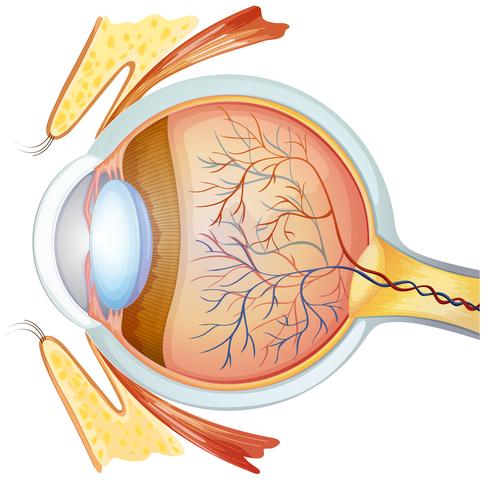 Sección transversal del ojo humano vector