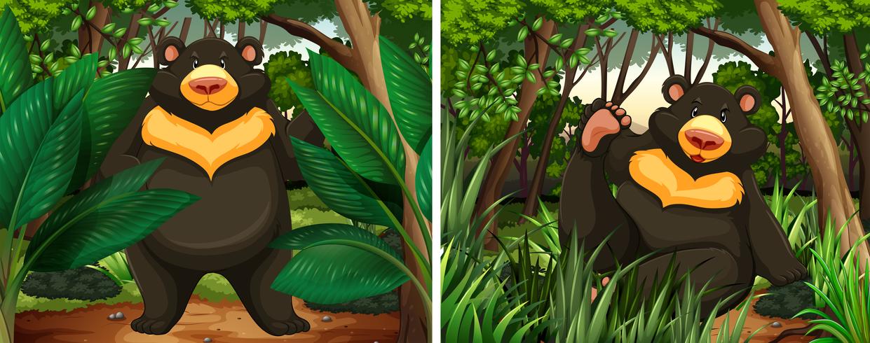 Bears in the forest vector