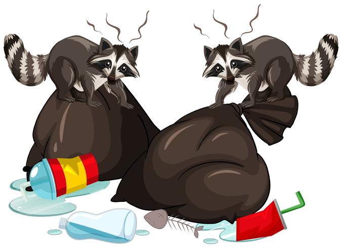 Two raccoons searching trash vector