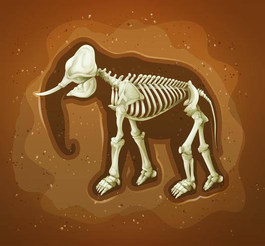 Fossil of a wooly mamoth vector