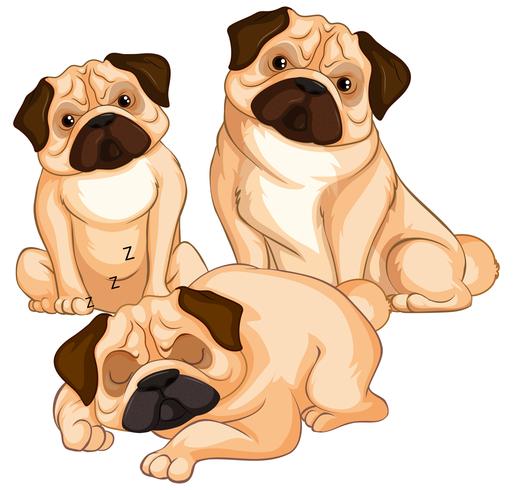 Tres perros pug sobre fondo blanco vector