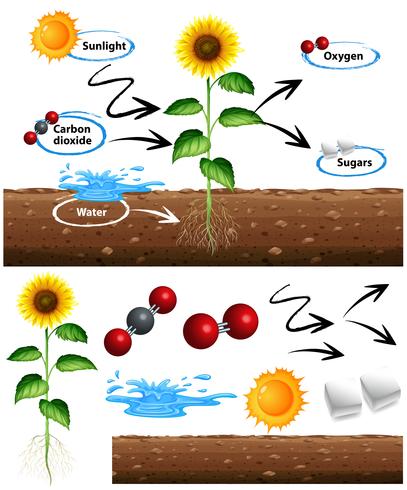 Diagrama que muestra cómo crece la planta. vector