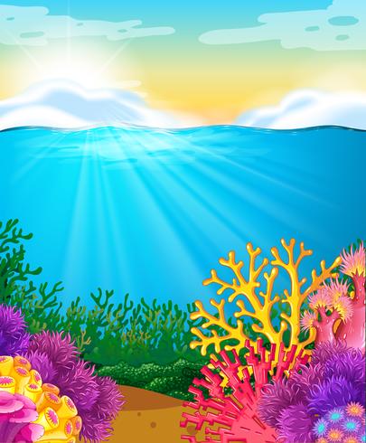 Coral reef under the sea vector