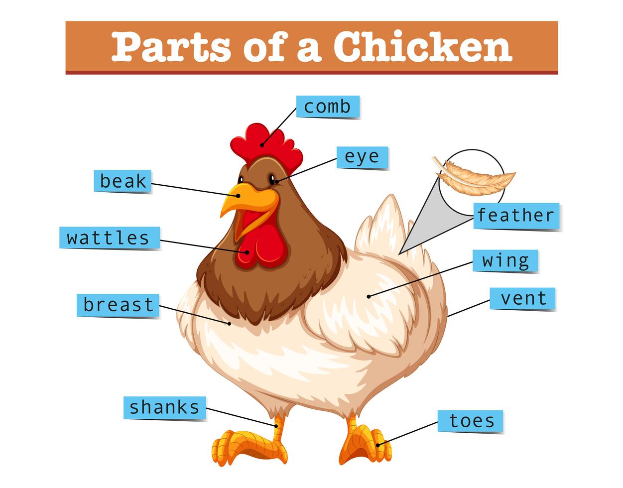 Diagram showing parts of chicken 448677 Vector Art at Vecteezy