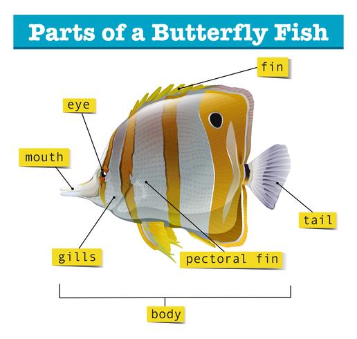 Diagrama de diferentes partes de peces vector