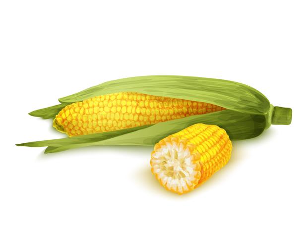 Corn stalk isolated vector