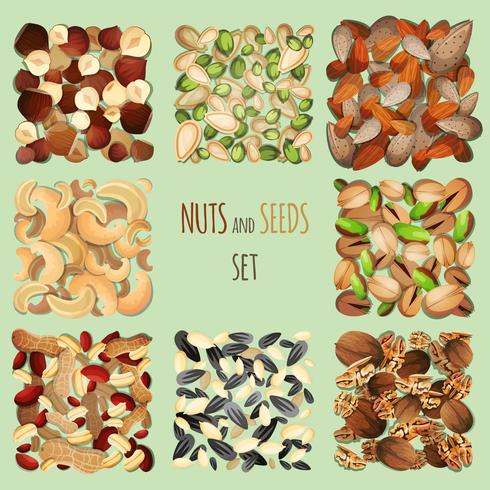 Set de nueces y semillas vector