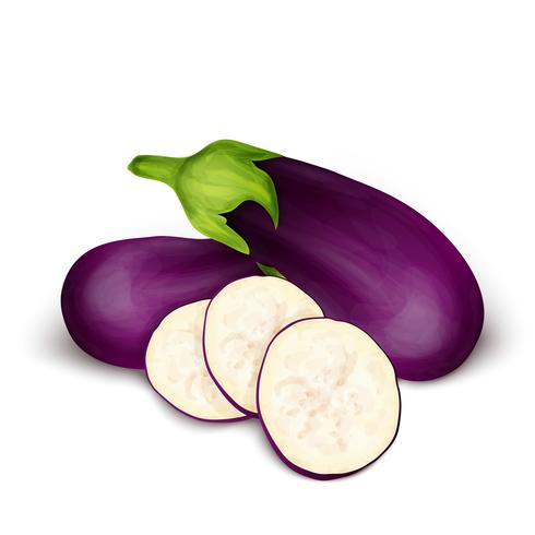 Eggplant aubergine isolated vector