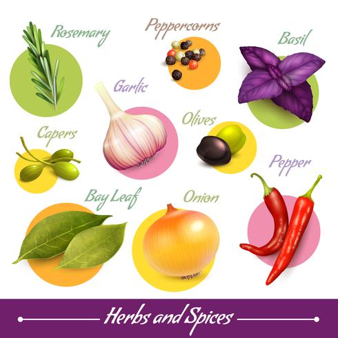 Herbs and spices set vector