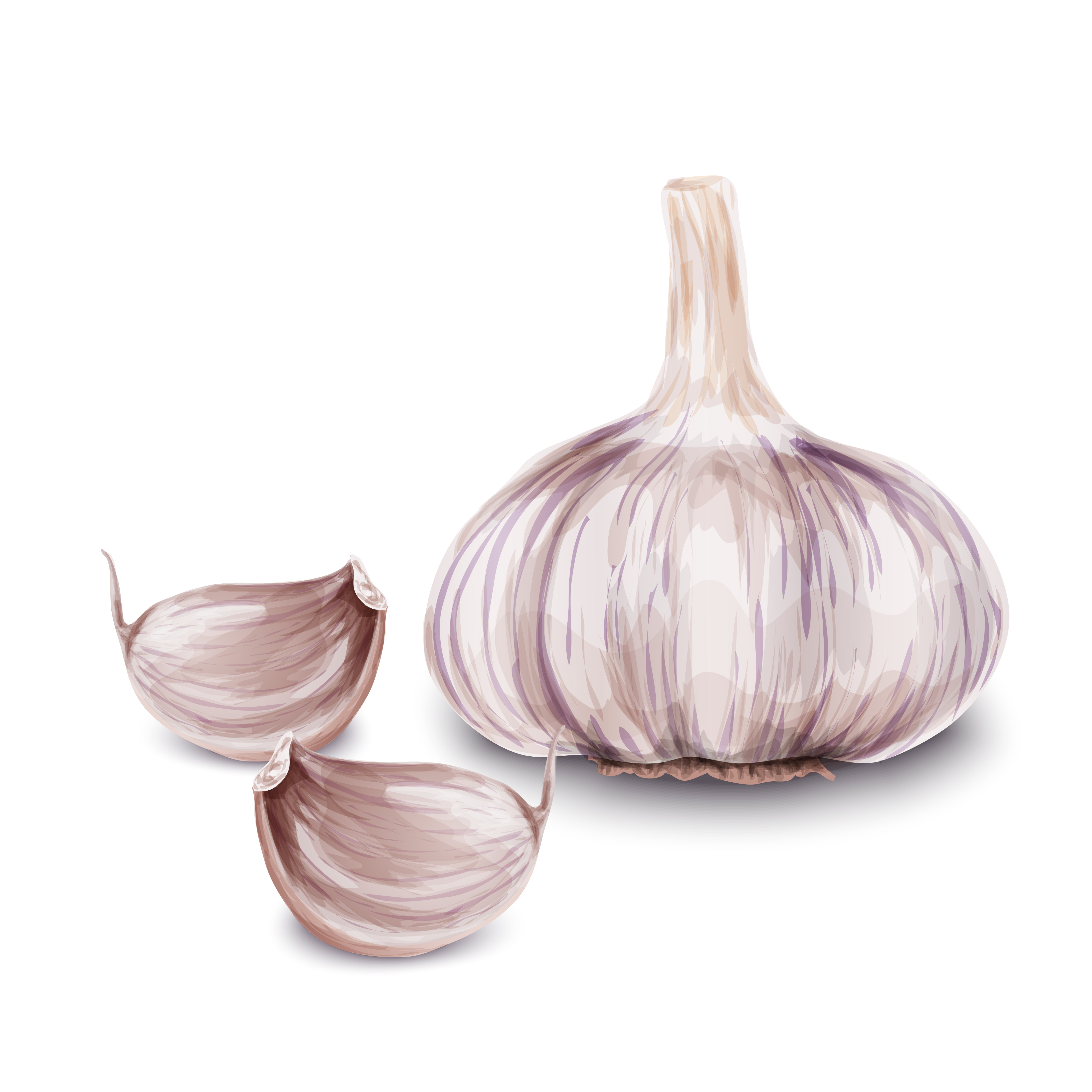 Fresh garlic isolated 453749 Vector Art at Vecteezy