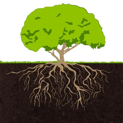 Tree roots sketch vector